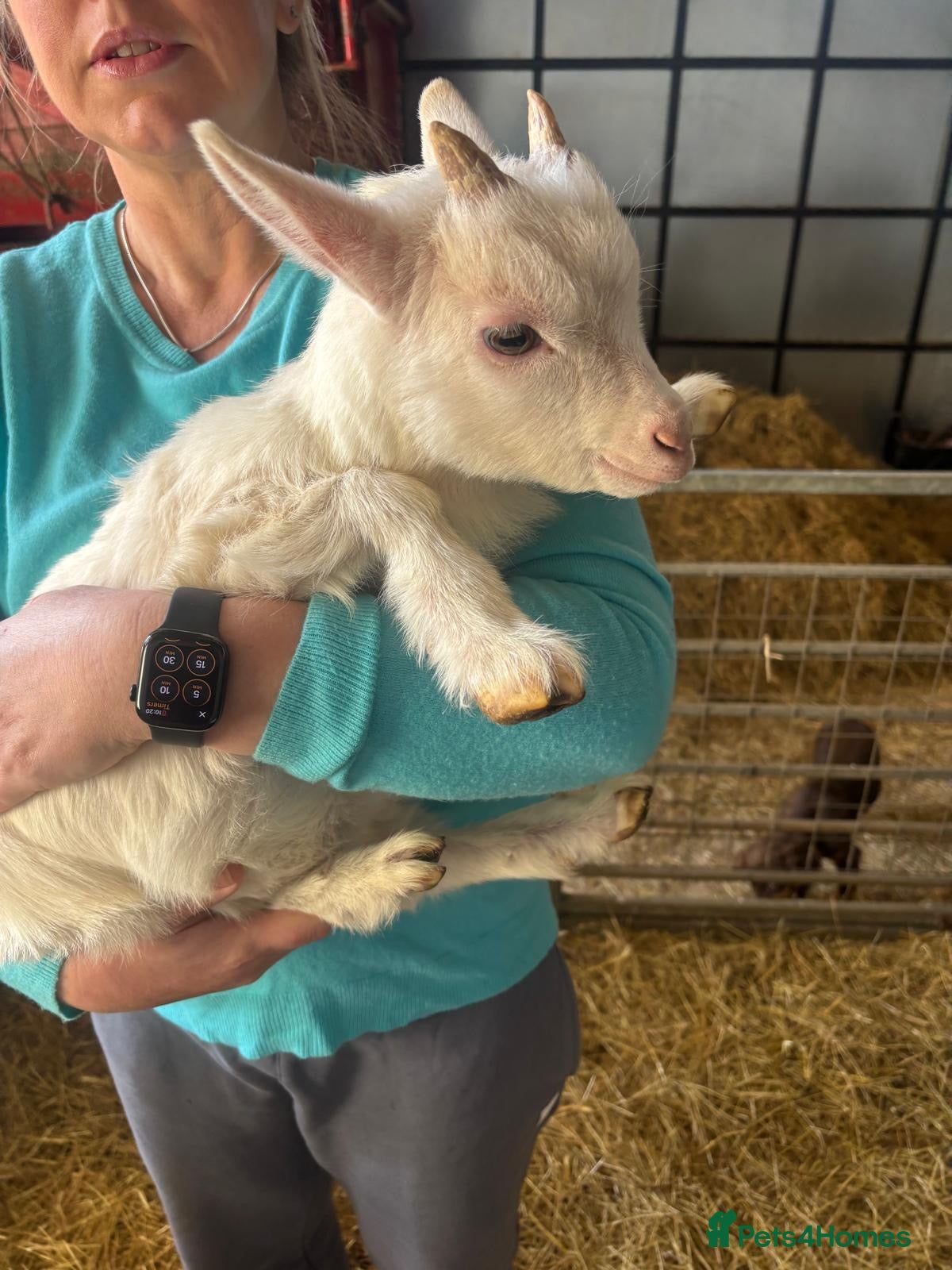 Goats livestock Two white Gorgeous Pygmy wether Goats  - Advert 15