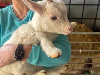 Goats livestock Two white Gorgeous Pygmy wether Goats - Advert 15