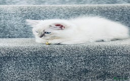 Ragdoll cats for sale: Ragdoll kitten for sale - Image 15