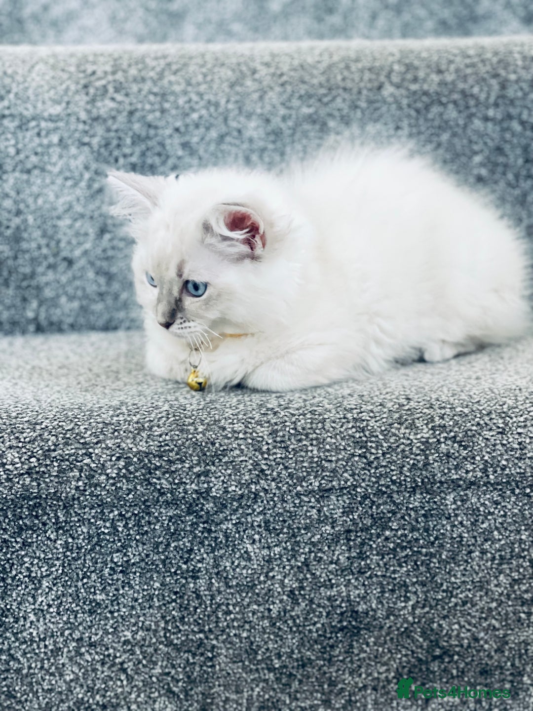 Ragdoll cats for sale: Ragdoll kitten for sale - Image 15