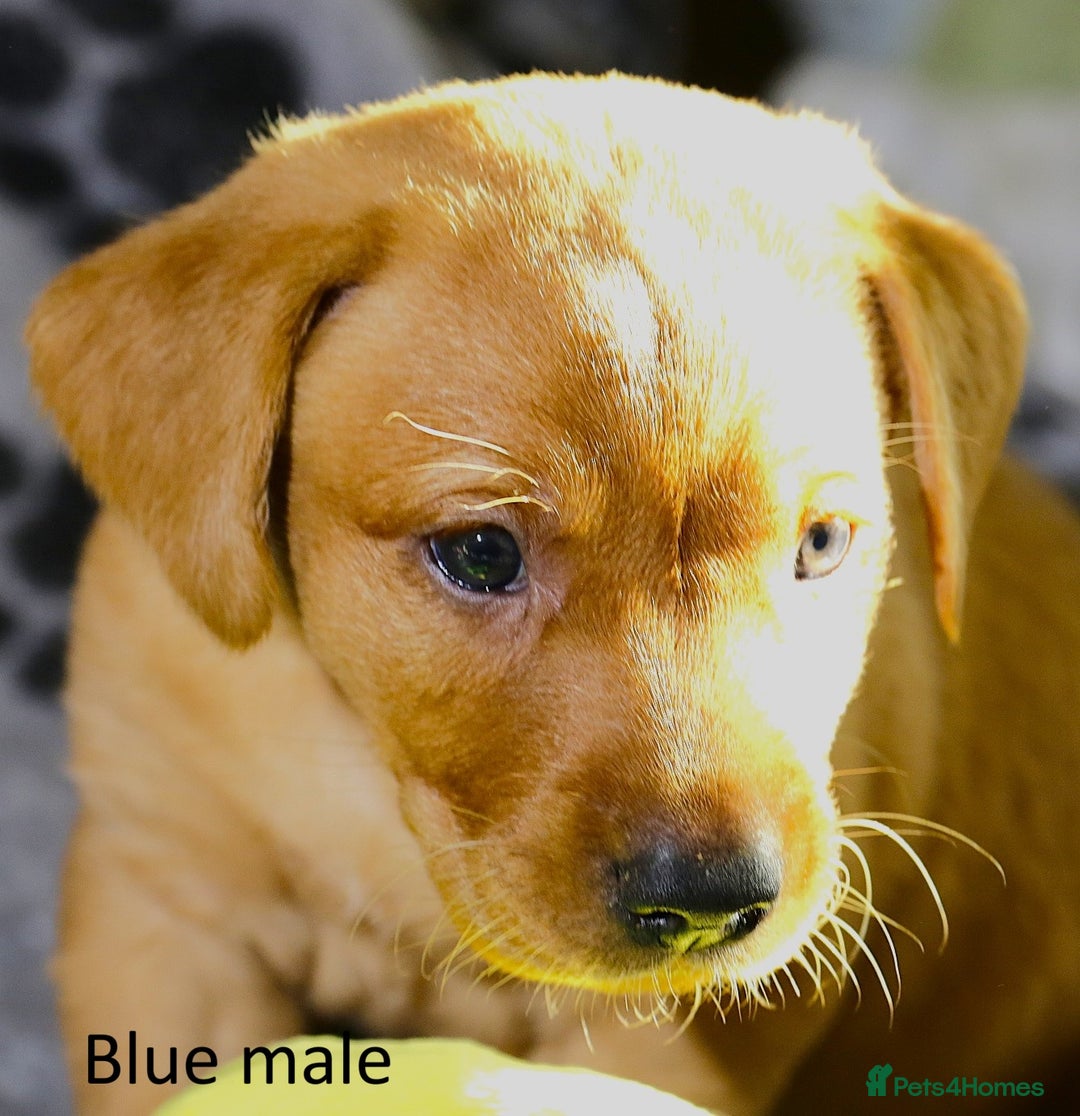 Labrador Retriever dogs for sale: Fox red labrador pups ready now - Image 4