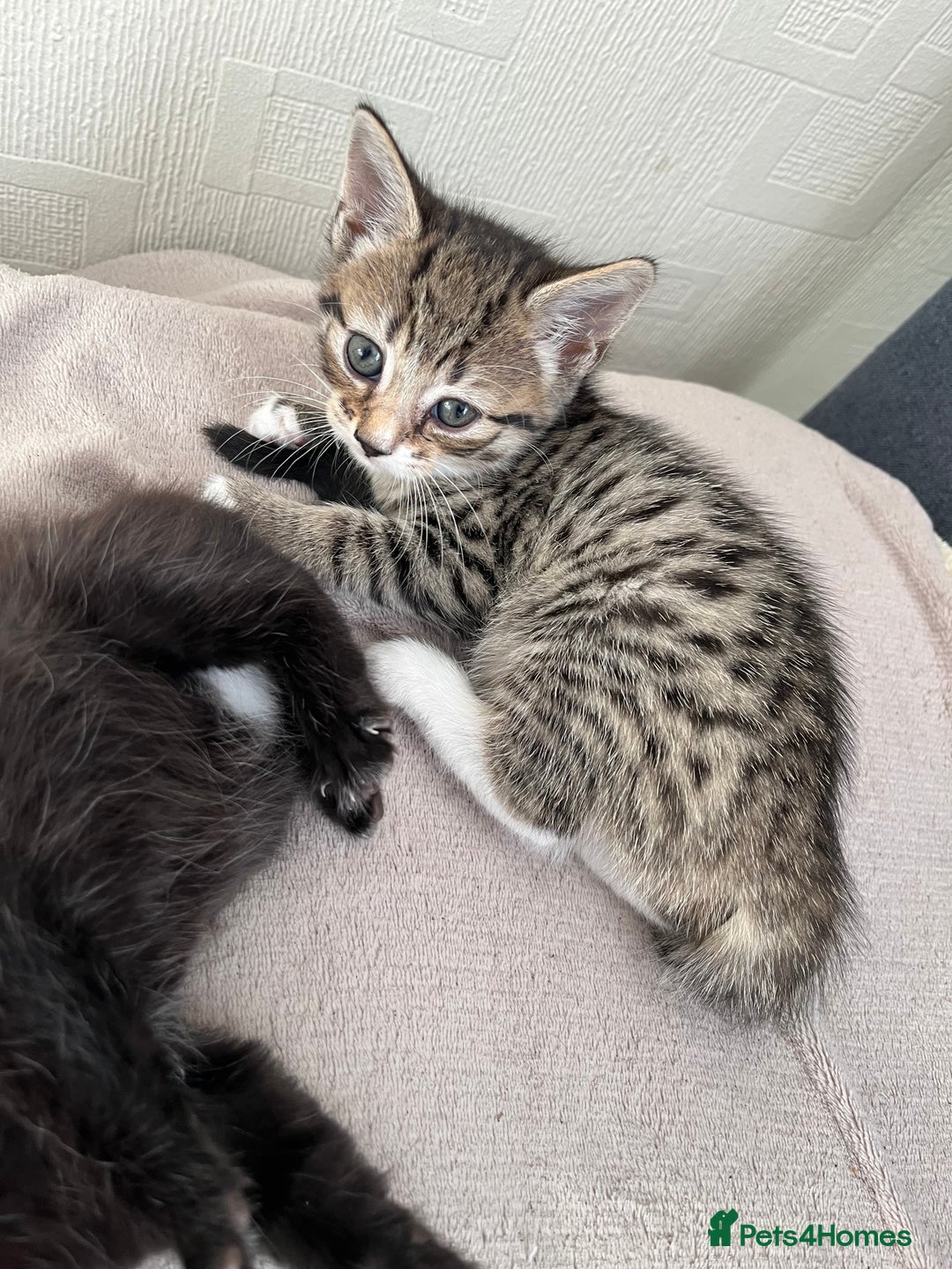 Mixed Breed cats for sale: 2 Tabby Kittens Looking for Loving Homes  - Advert 2