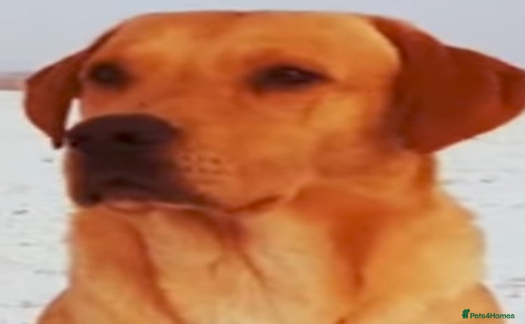 Labrador Retriever dogs - Advert 2