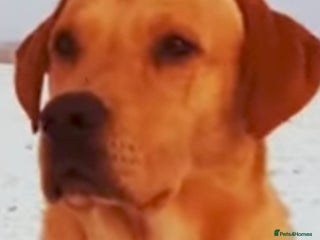 Labrador Retriever dogs - Advert 15