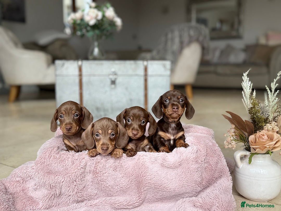 Miniature Dachshund dogs for sale: Absolutely beautiful kc reg miniature dachshunds  - Image 1