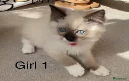 Ragdoll cats for sale: 7 Cute Ragdollyanna kittens  - Image 10