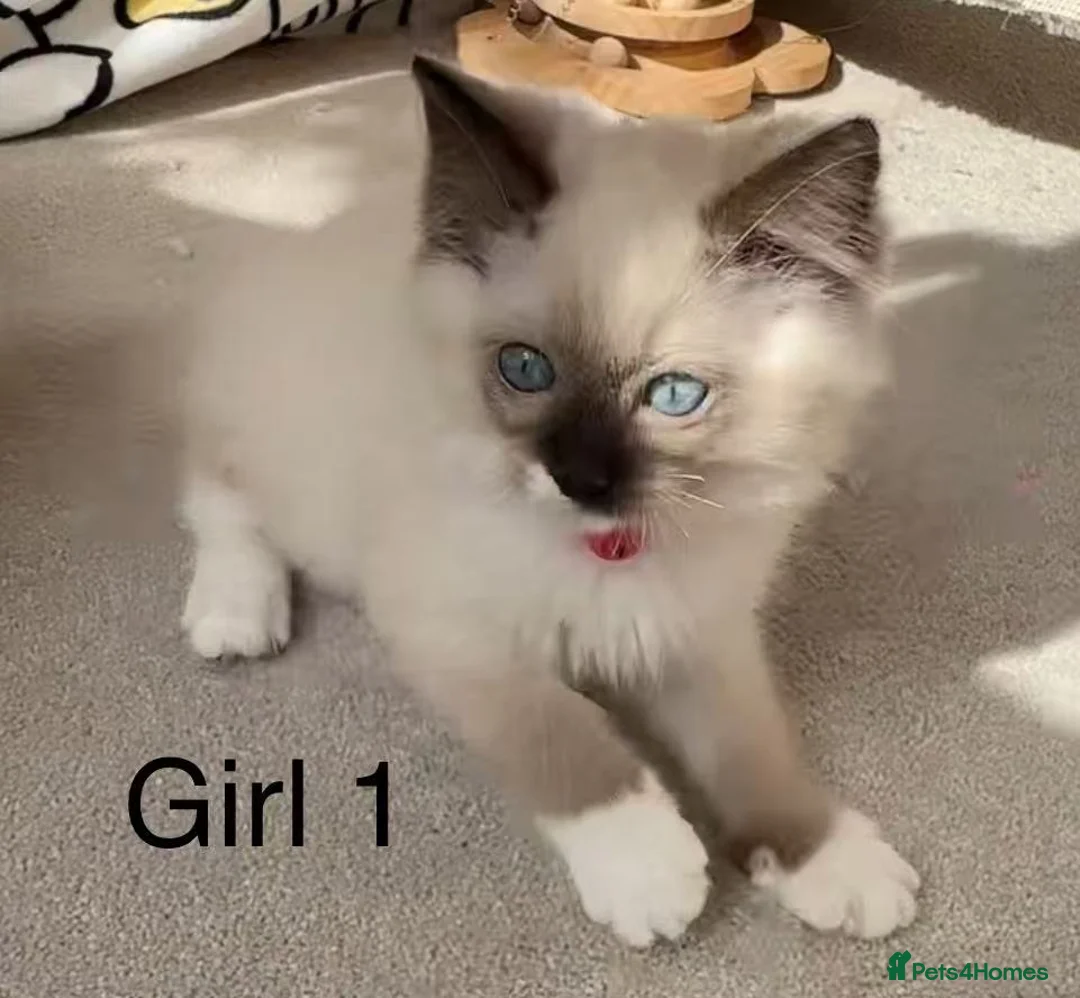 Ragdoll cats for sale: 7 Cute Ragdollyanna kittens  - Advert 9