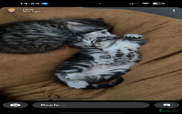 Mixed Breed cats for sale: 5 cute kittens for sale.  - Image 30