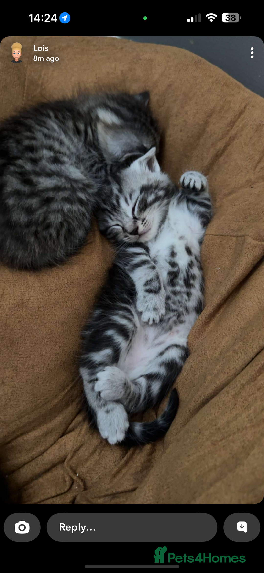 Mixed Breed cats for sale: 5 cute kittens for sale.  - Image 30