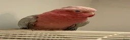 Cockatoo birds for sale: Female Galah Cockatoo - Advert 1