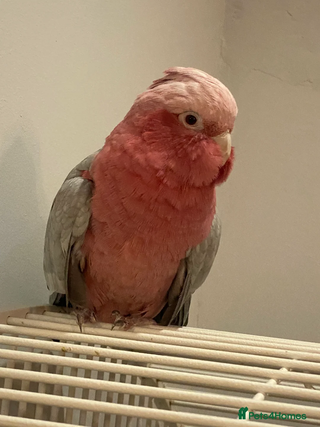 Cockatoo birds for sale: Female Galah Cockatoo - Advert 1