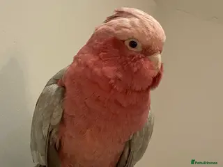 Cockatoo birds Female Galah Cockatoo - Advert 2