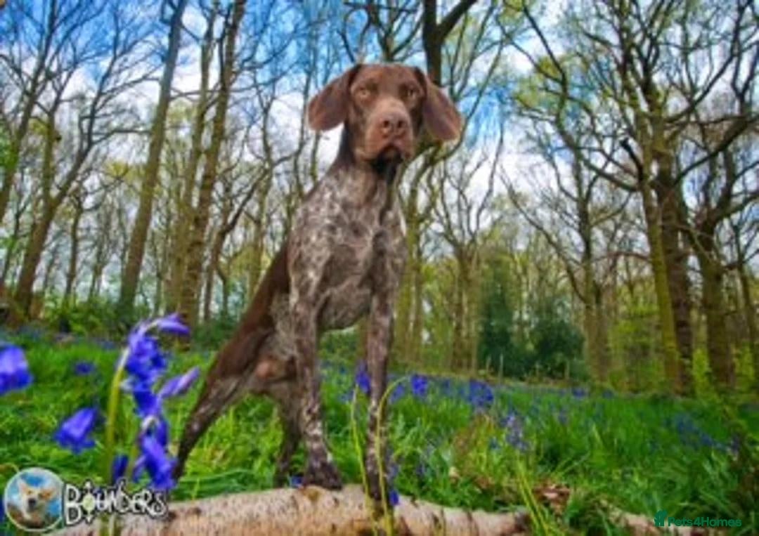 German Shorthaired Pointer dogs for sale: GSP Litter due 12th August  - Image 10