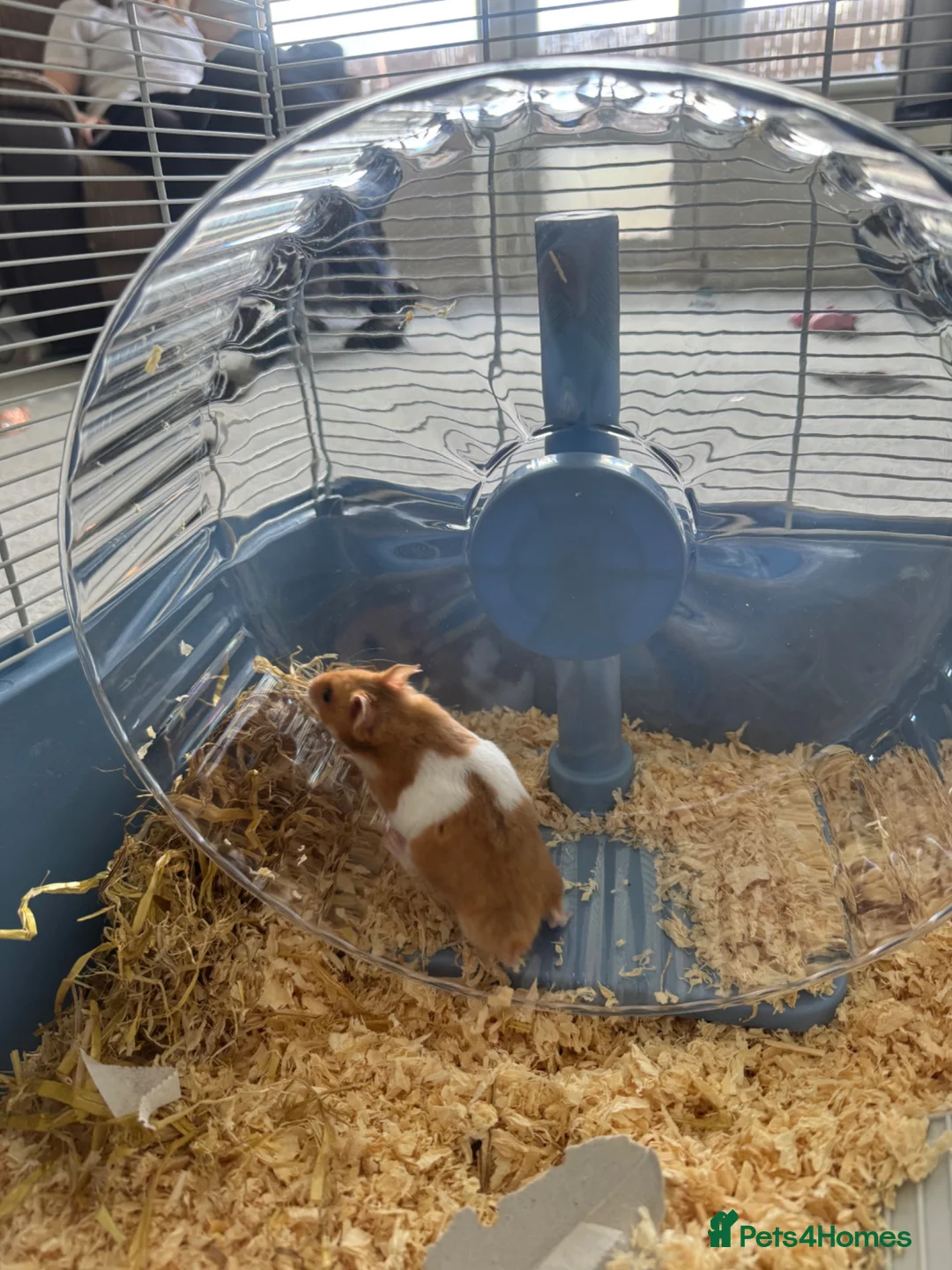 Hamster rodents for sale: Syrian hamster  in Stoke-on-Trent - Advert 2