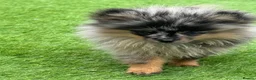 Pomeranian dogs for sale: RARE Merle Pomeranian Champion Lines - Advert 6