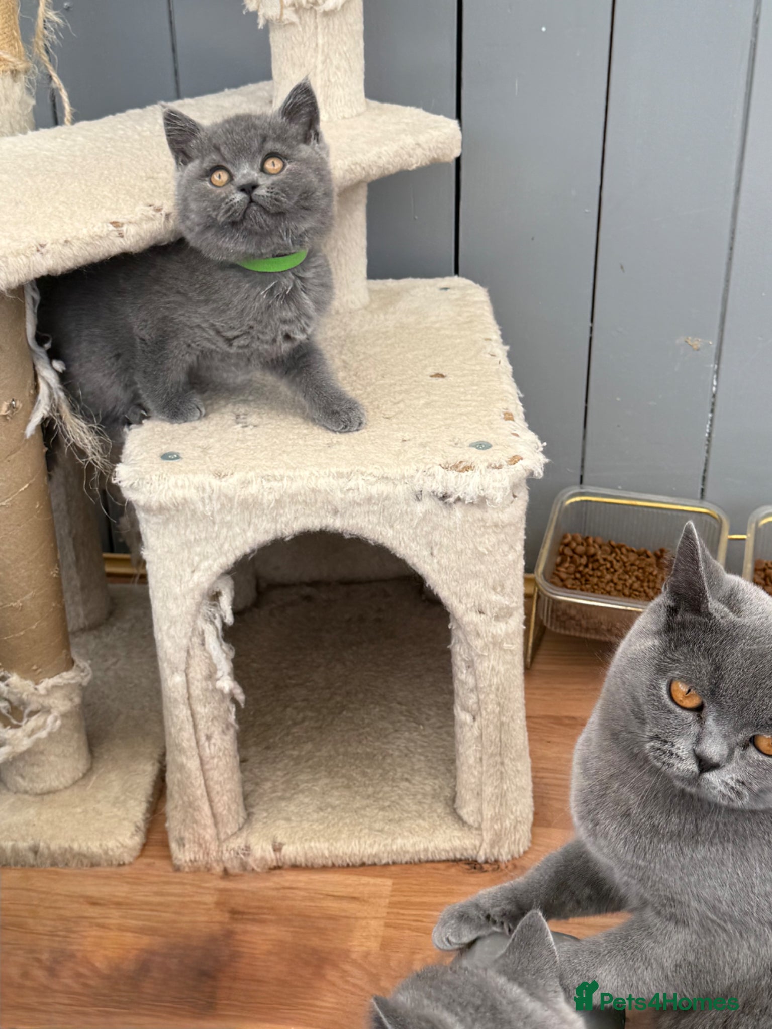 British Shorthair cats for sale: Pedigree British Shorthair Kittens ready to go! - Advert 7