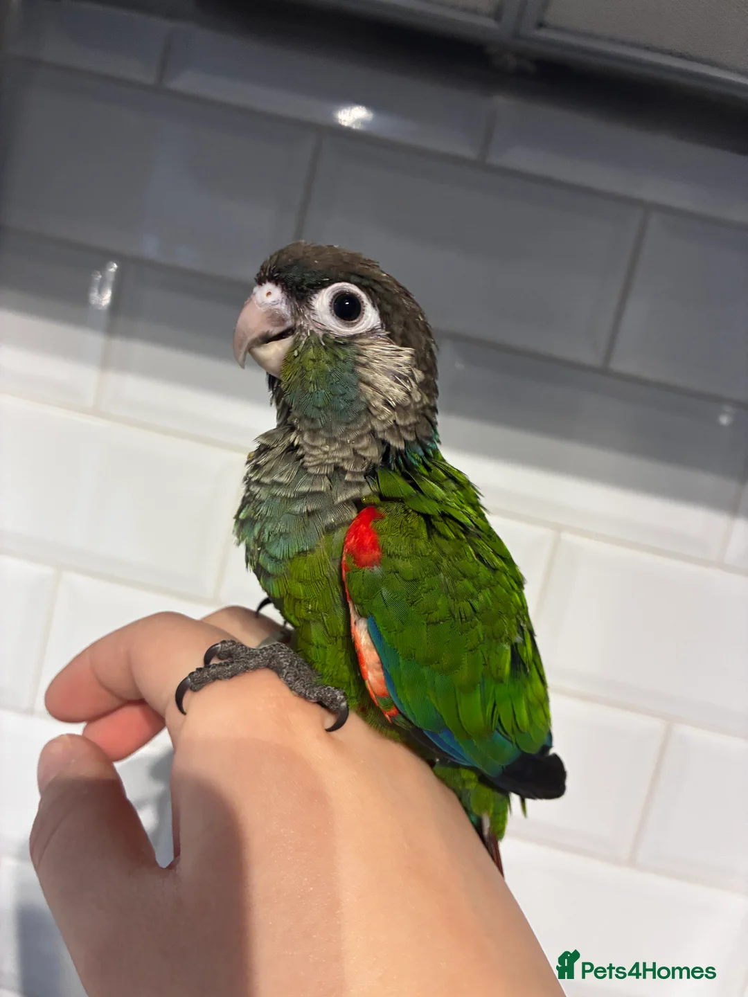 Conures birds for sale: Hand reared silly tame rare conures!  - Advert 2