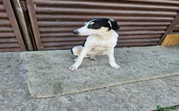 Mixed Breed dogs for adoption: OTIS - a Handsome and gentle boy for a Loving Home - Image 10