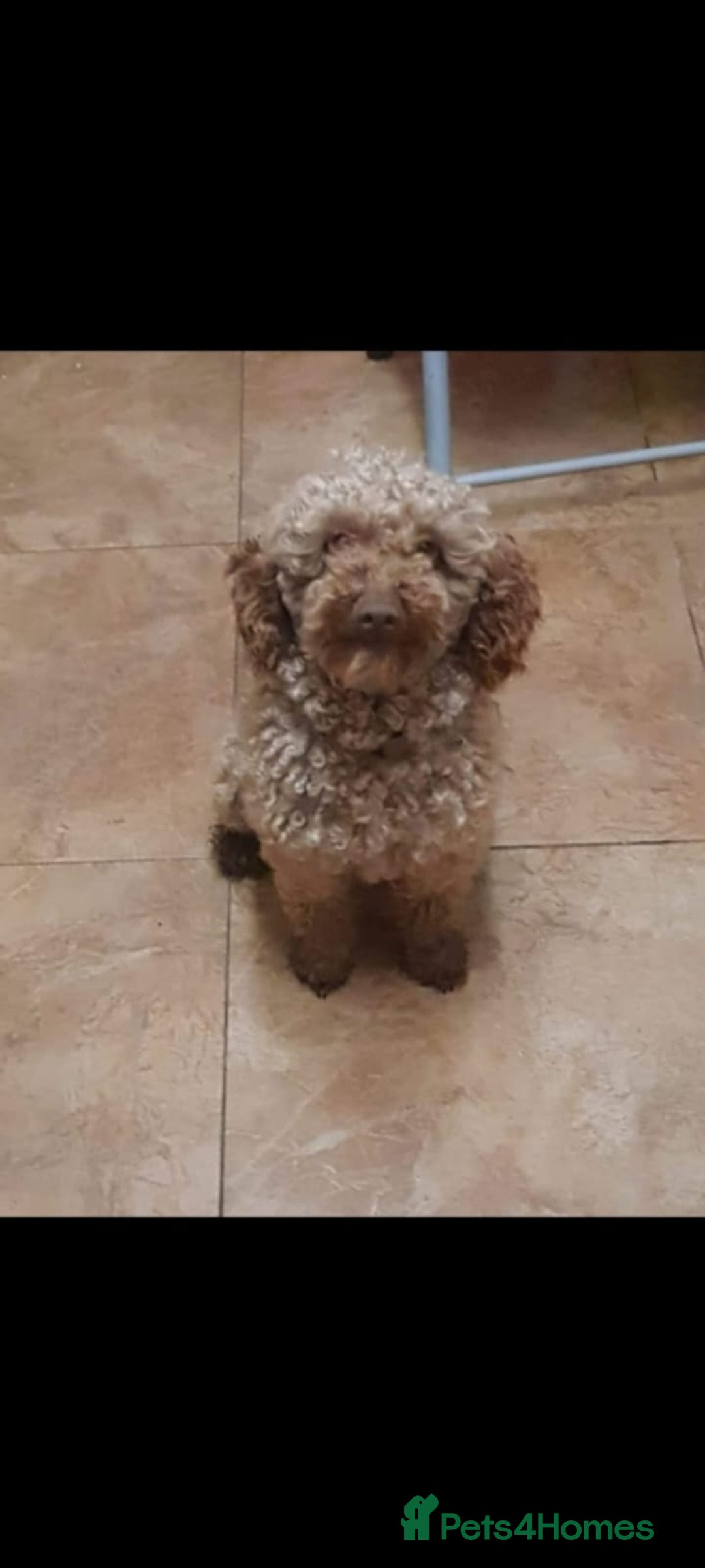 Poodle dogs for stud: Poodle  - Advert 1