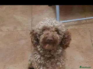 Poodle dogs Poodle - Advert 9