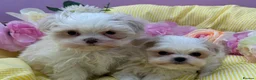 Maltipoo dogs for sale: Adorable Maltipoo Puppies Puppies available - Advert 1