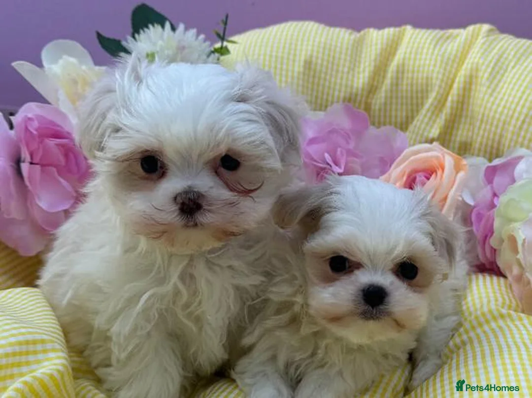 Maltipoo dogs for sale: Adorable Maltipoo Puppies Puppies available - Advert 1