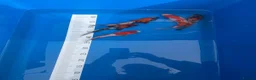 Koi Carp fish for sale: Koi carp in Middlesbrough - Advert 7