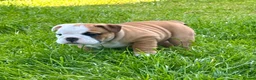 English Bulldog dogs for sale: Stunning red/white kc reg English bulldog puppies  - Advert 17