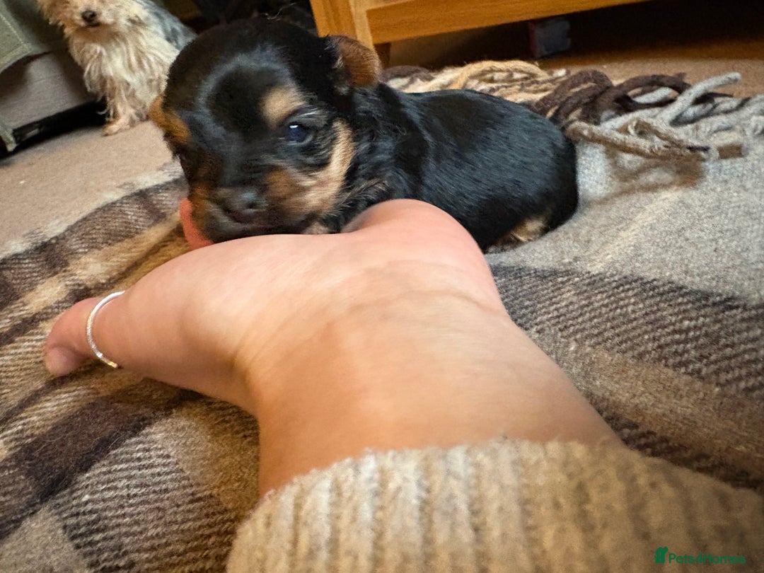 Yorkshire Terrier dogs for sale: Miniature Yorkshire terrier puppies for sale - Advert 6