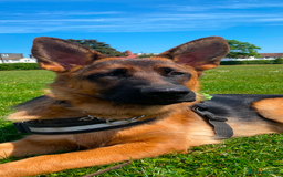 German Shepherd dogs for sale: A beautiful German import pup bitch  - Image 4
