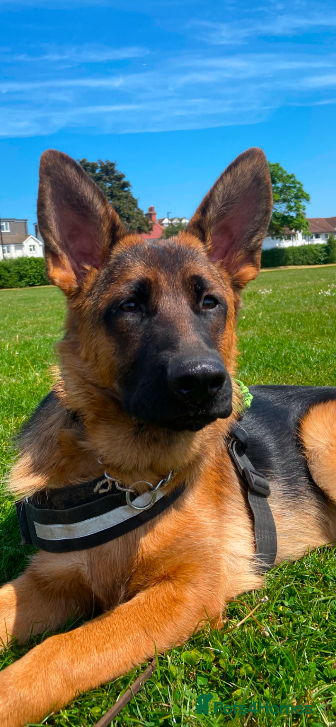 German Shepherd dogs for sale: A beautiful German import pup bitch  - Image 4