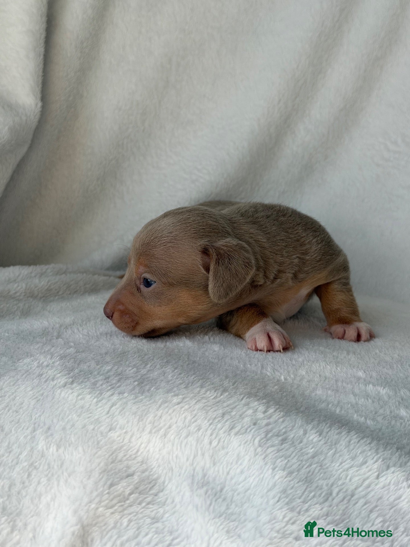 Jack Russell dogs Health Tested Miniature JR puppies imported lines - Advert 2