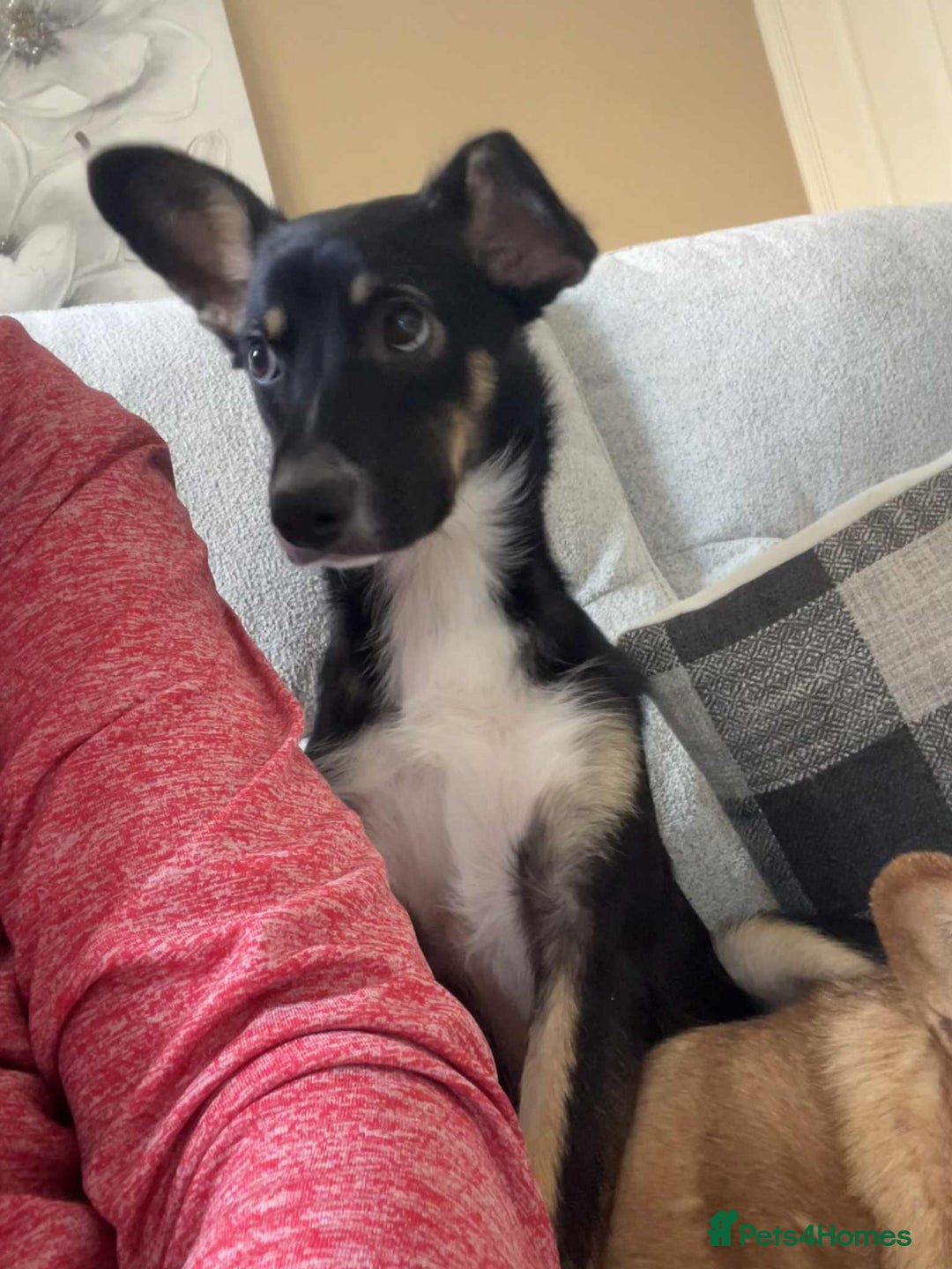 Mixed Breed dogs for adoption: Pepper  - Image 1