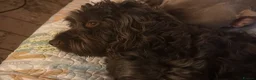 Cockapoo dogs for sale: Chocolate F1 Cockerpoo - Advert 2
