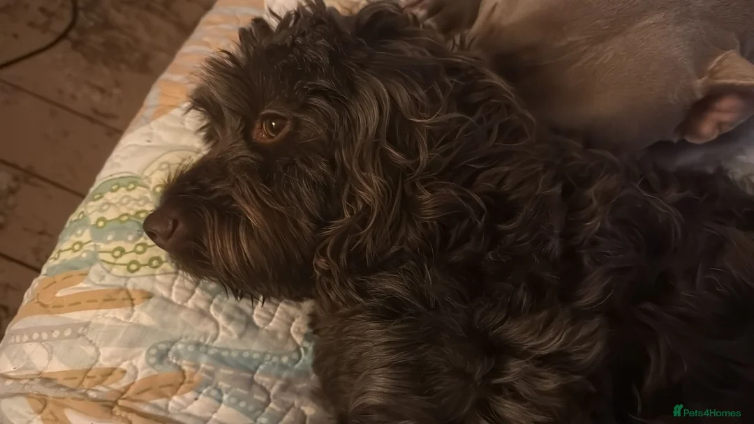 Cockapoo dogs for sale: Chocolate F1 Cockerpoo - Advert 2