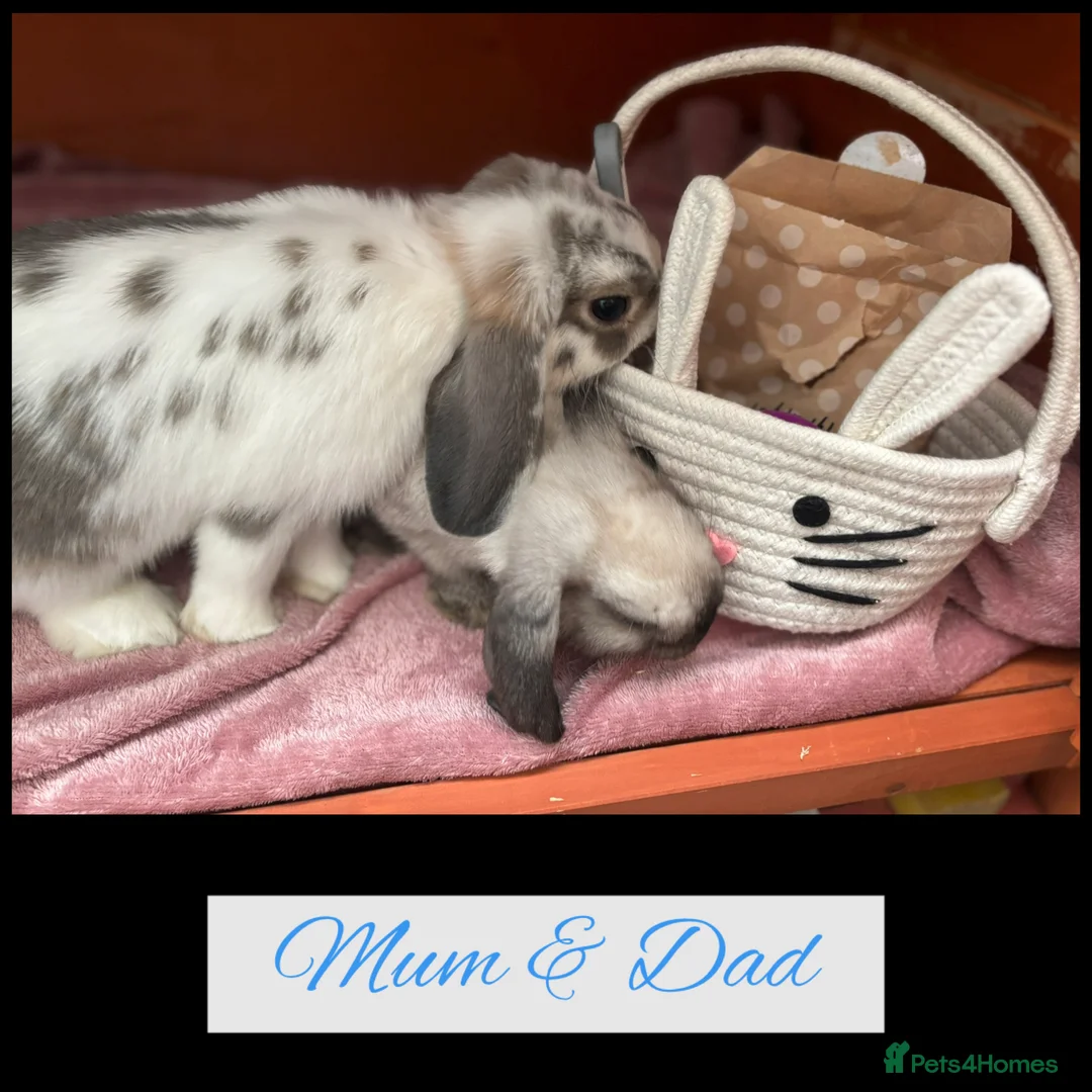 Mini Lop rabbits for sale: Pure Breed Mini Lop Butterfly new born bunnies  - Advert 28