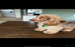 Cocker Spaniel dogs for sale: ADORABLE KC REG SHOW TYPE COCKER SPANIEL PUPPIES - Image 20