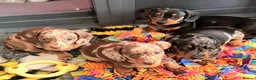 Miniature Dachshund dogs for sale: Stunning Miniature Smooth Haired boy puppy - Advert 6