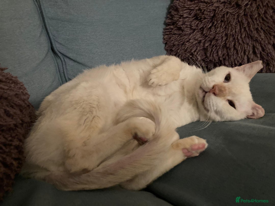 Domestic Shorthair cats for adoption: Male Indoor Cat for Adoption - Advert 5