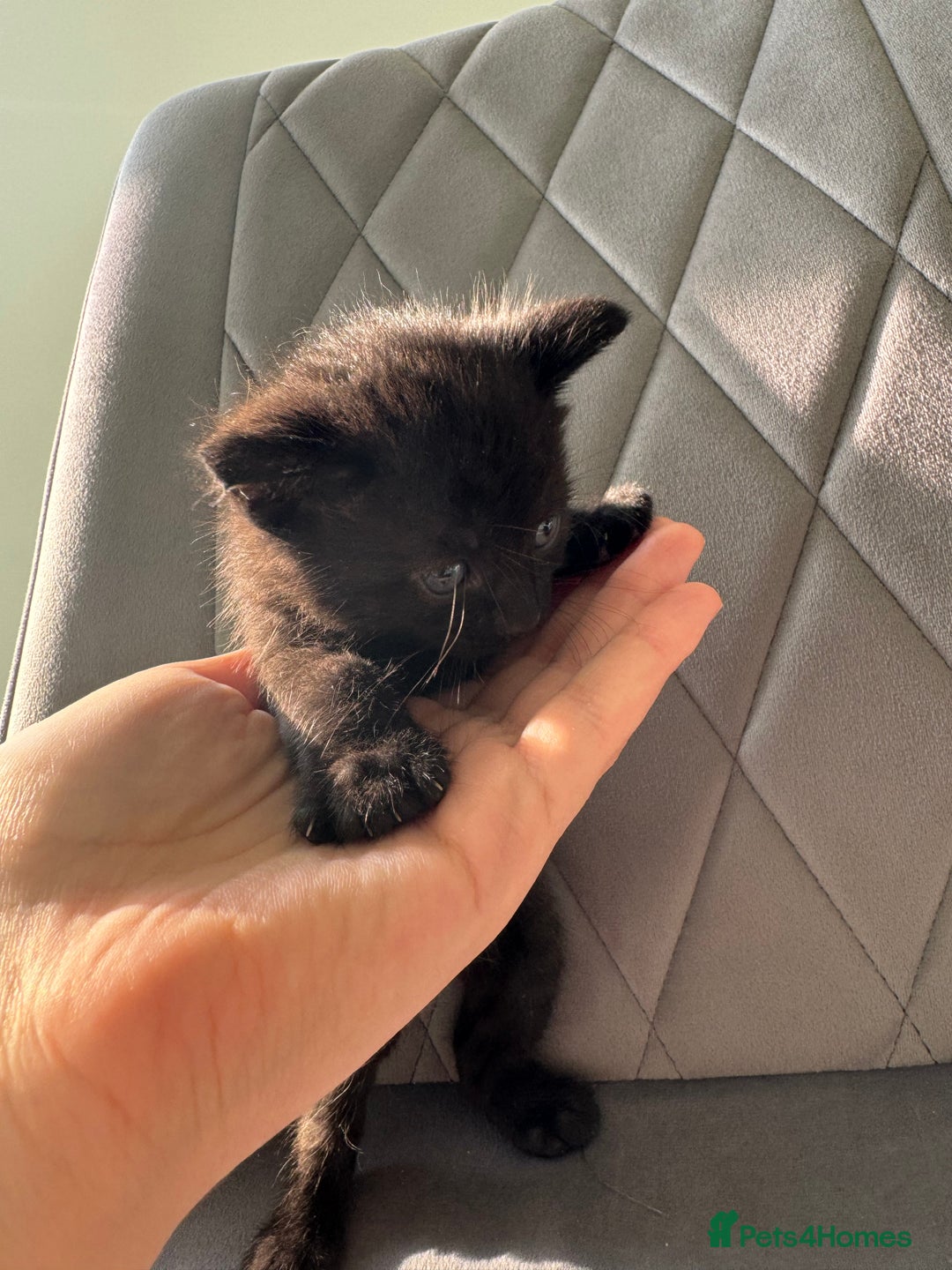 Mixed Breed cats for sale: Beautiful Mixed Kittens (Ginger/Tortie/Black) - Image 18