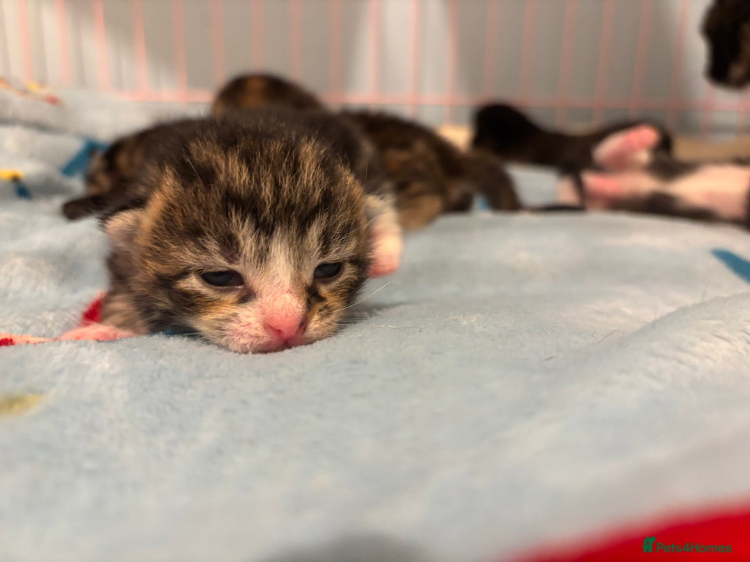Mixed Breed cats for sale: 5 Gorgeous kittens for reserve - Image 24
