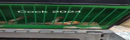 Canaries birds for sale: Canaries and Budgies for sale  - Advert 3