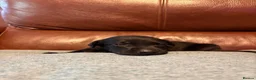 Labrador Retriever dogs for sale: 6 Black Boys and 1 Chocolate boy  in Chippenham - Advert 17