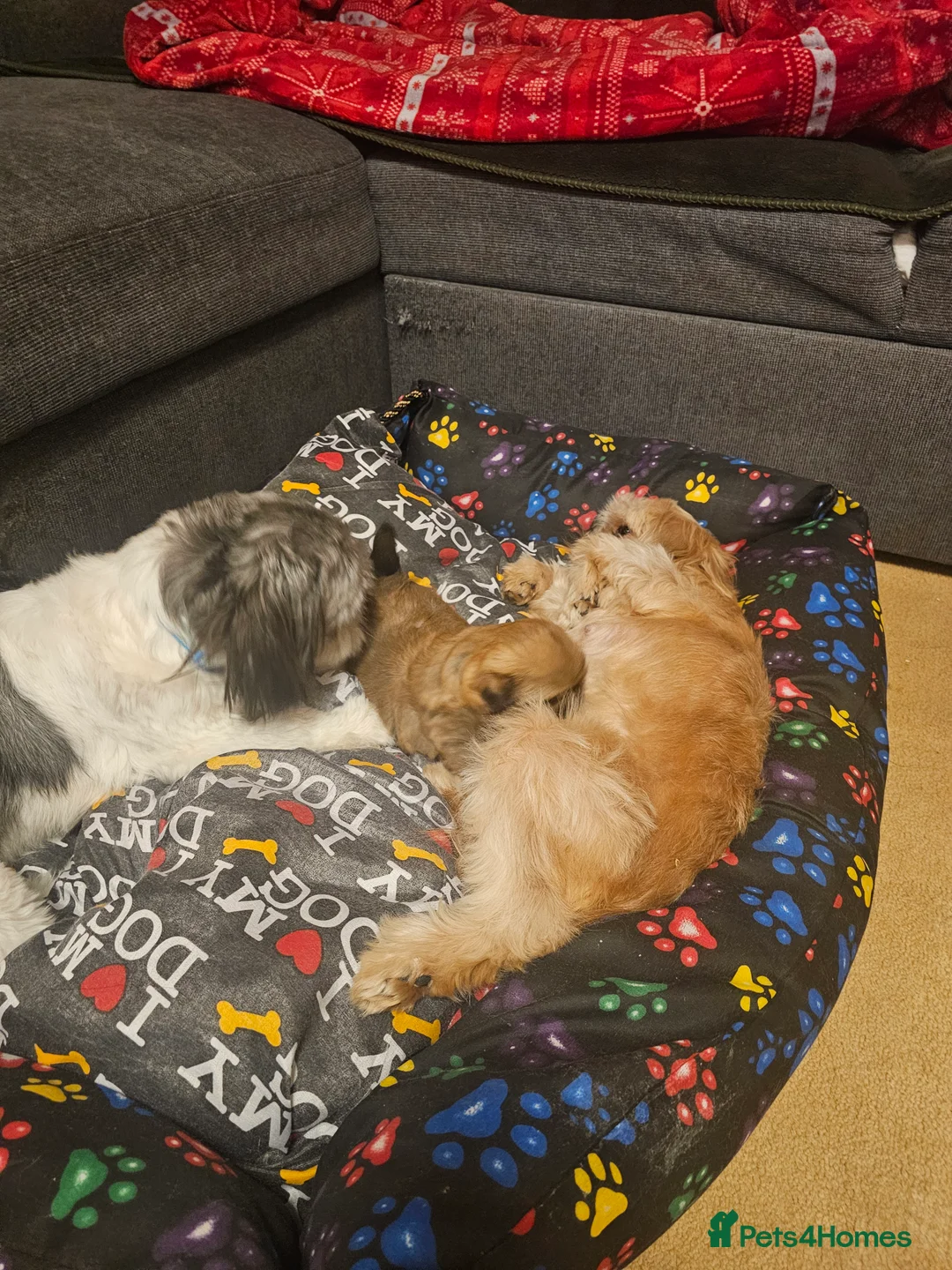 Shih Tzu dogs for sale: Shihtzu  - Advert 7