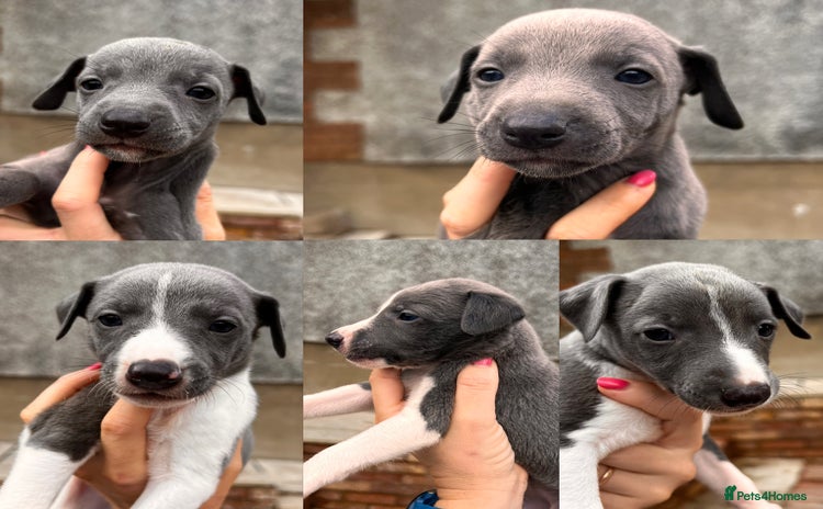 Whippet dogs - Advert 7
