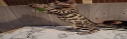 Bengal cats for sale: Bengal Kittens  - Advert 10
