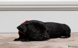 Patterdale Terrier dogs for sale: Strong and sturdy patterdale puppies  - Image 2