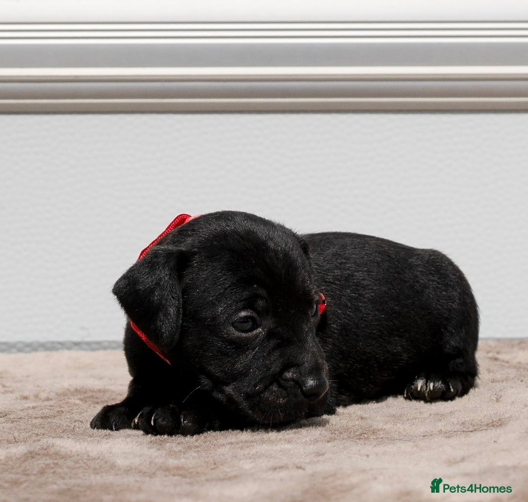 Patterdale Terrier dogs for sale: Strong and sturdy patterdale puppies  - Image 2