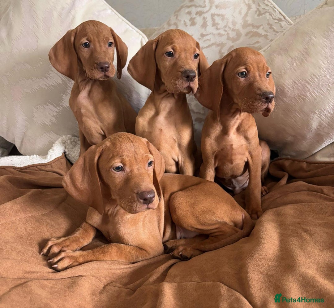 Pit Mix Vizsla Ridgeback Mix Mixed Breed Sale High Ackworth, West
