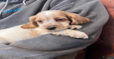 Cocker Spaniel dogs - Advert 5